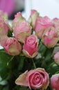 Roses, pink roses, roses in dew, fresh roses, rose flowers