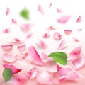 Rose petals falling romance blank frame Royalty Free Stock Photo