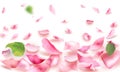 Rose and petals falling romance blank page watercolor background Royalty Free Stock Photo