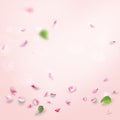 Rose petals falling romance pinck color wedding background blank frame Royalty Free Stock Photo