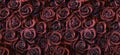 Roses in plum red color, horizontal seamless pattern. Roses arrangement in modern gothic style colors Royalty Free Stock Photo