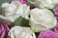 Roses posy over green background