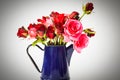 Roses are red in blue kettle isolated on white Royalty Free Stock Photo