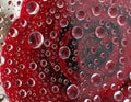 Roses reflection in thousands of raindrop Royalty Free Stock Photo