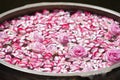 Roses and rose petals in a bowl with water Royalty Free Stock Photo