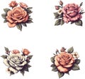 Roses, Roses Watercolor, Roses Vector Illustration 4 Pictures per Set Royalty Free Stock Photo