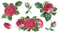 Roses Set of compositions. Pink Flowers for greeting cards design. Watercolor botanical illustration of a bouquet. Hand Royalty Free Stock Photo