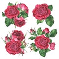 Roses Set of compositions. Pink Flowers for greeting cards design. Watercolor botanical illustration of a bouquet. Hand