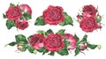 Roses Set of compositions. Pink Flowers for greeting cards design. Watercolor botanical illustration of a bouquet. Hand