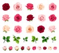 Roses. Set of red, pink, and white rose flowers and green leaves isolated on white. Vector design elements Royalty Free Stock Photo