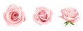 Roses. Set of three pink rose flowers. Vector illustration Royalty Free Stock Photo