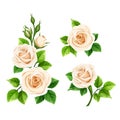 Roses. Set of white rose flowers isolated on white. Vector illustration Royalty Free Stock Photo