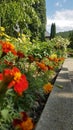 Roses shot by different angle. Eden garden