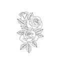 Roses sketches lines isolated on white background.