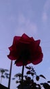 roses and the sky is getting dark