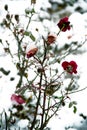 Roses With Snow