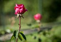 Roses Royalty Free Stock Photo