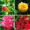 roses in the spring garden. Collage Royalty Free Stock Photo
