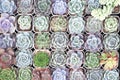 Roses stone cactus flower group blooming in small white pot group background top view Royalty Free Stock Photo