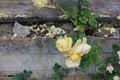 Roses on the stone