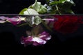 Roses submerged in water