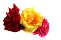 Roses, three blooming rosebuds. Yellow, red and pink rose on a white isolated background.  Water drops are visible on roses, macro Royalty Free Stock Photo