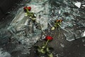 Roses on top of broken windows