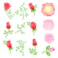 Roses & twig with leaves set