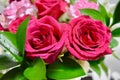 Flowers Two colors Red and white roses Royalty Free Stock Photo