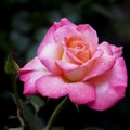 Roses are a type of plant with hard and woody stems. Rose plants are full of thorns, but have beautiful colored flowers