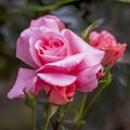 Roses are a type of plant with hard and woody stems. Rose plants are full of thorns, but have beautiful colored flowers.
