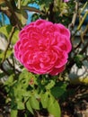Roses are a type of shrub plant that comes from the genus rosa as well as the name of the flowers produced by this plant.