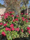 Roses in an urban land with trees and buildings