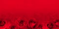 Red roses valentine background.