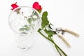 Roses, vase and scissors Royalty Free Stock Photo