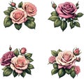 Roses Vector Illustration 4 Pictures per Set Royalty Free Stock Photo