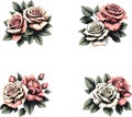 Roses, Roses Vector, Roses Watercolor Illustration 4 Pictures per Set Royalty Free Stock Photo