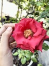 roses are very beautiful and fragrant flowers. the red color adds to the beauty