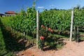 Roses and Vineyards Bento Goncalves Royalty Free Stock Photo