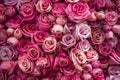 Roses wall background. Nature, fresh pink wedding flowers