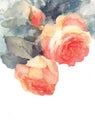 Roses Watercolor Flowers Illustration Hand Painted Royalty Free Stock Photo