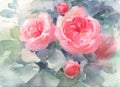 Roses Watercolor Flowers Illustration Hand Painted Royalty Free Stock Photo