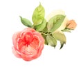 Roses Watercolor Flowers Illustration Hand Painted Royalty Free Stock Photo