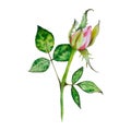 Roses. Watercolor illustration of bright pink roses. Botanic Illustration flowers.