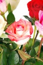 Roses on the white. Royalty Free Stock Photo