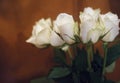 roses white bouquet flowers ginger color background close-up Royalty Free Stock Photo