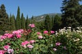 Roses of white and pink colors against the background of firs an