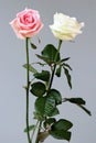 Roses couple love white pink isolated deep card background Royalty Free Stock Photo