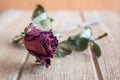 Roses wilt and dry by the time Royalty Free Stock Photo