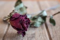 Roses wilt and dry by the time Royalty Free Stock Photo